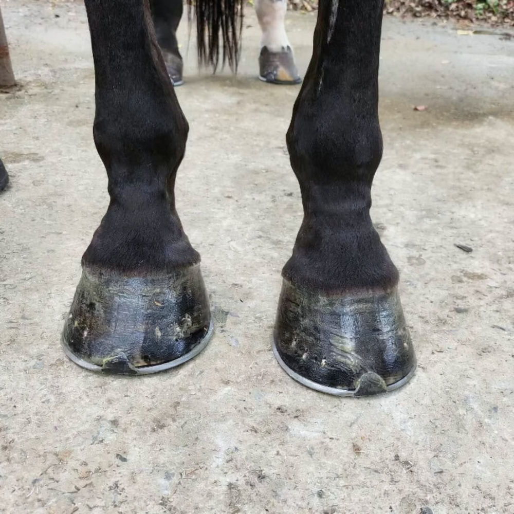 Horse Hoof Cleaning Brush Kit  - Grooming Kit recension och pris